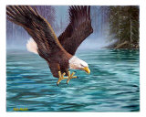 Eagle Fishing