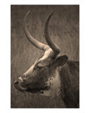 Buy Texas Longhorn at AllPosters.com