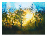 Sunset Through Central Coast Oaks