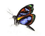 Buy The Butterfly at AllPosters.com