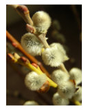 Pussy Willow