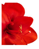 Buy Amaryllis at AllPosters.com