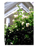 Buy Noisette Roses, First Baptist Church at AllPosters.com