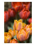 Buy Tulip Garden at AllPosters.com