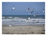 Creatures Of The Gulf - A Gulf View