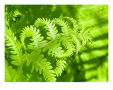 Buy Fern Fantasy at AllPosters.com