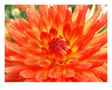 Buy Orange Dahlia at AllPosters.com