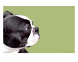 Buy Boston Terrier On Avocado (Horizontal) at AllPosters.com