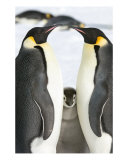 Emperor Penguin