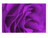 Buy Violet Rose at AllPosters.com