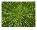 Buy Green Burst at AllPosters.com