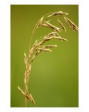 Graphic Wheat