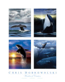Wonders Of Creation - Whales I