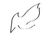 Pelican