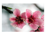 Cherry Blossom
