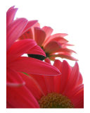 Buy Pink Gerber Daisies at AllPosters.com