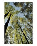 Birch Leaves