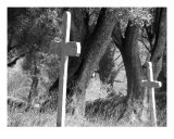 Buy Black And White Cemetery at AllPosters.com