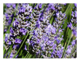 Buy Lavender at AllPosters.com
