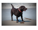 Chocolate Lab at the Beach