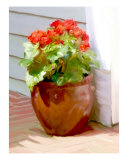 Buy Red Begonias at AllPosters.com