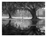 Buy Two Oaks and Reflection, Audubon Zoological Garden at AllPosters.com