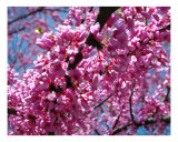 Eastern Redbud