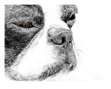 Buy Boston Terrier Sketch at AllPosters.com