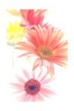 Buy Light and Color at AllPosters.com