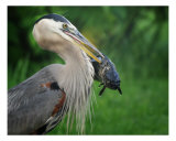 Big Blue Heron And Fish