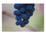 Grapes on the Vine