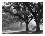 Buy The Oaks Plantation Oak Alley, Morning Light at AllPosters.com