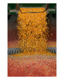 Fall Harvest