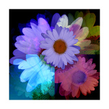 Buy Daisies In Color at AllPosters.com