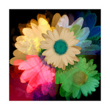 Buy Daisies In Color II at AllPosters.com