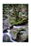 Buy Mountain Stream, Tennessee at AllPosters.com