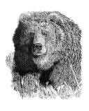 Bear 1