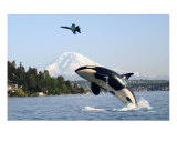 Mount Rainier Orca Killer Whale Blue Angels