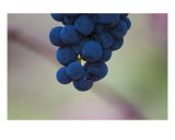 Grapes on the Vine II
