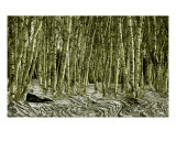 Birch Forest