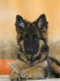 Domestic Dog, German Shepherd Alsatian Juvenile. 5 Months Old, with Rawhide Bone