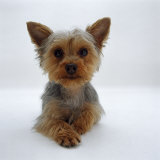 Yorkshire Terrier Puppy Lying with Head Up