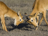 Two Male Puku Fighting, Chobe National Park, Botswana