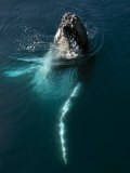Buy Humpback Whale Plays Alongside Sy "Adele" in the Gerlache Strait, Antarctica, January 2007 at AllPosters.com