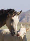 Wild Horse Mustang, Cremello Colt Nibbling at Yearling Filly, Mccullough Peaks, Wyoming, USA