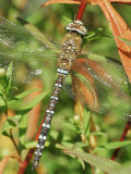 Southern Hawker Dragonfly Broxwater, Cornwall, UK