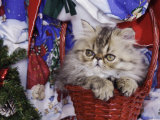 Persian Cat Brown Tabby Kitten in Basket, Texas, USA