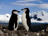 Chinstrap Penguins on Rocks in Half Moon Bay, Antarctica, January 2007