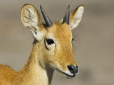 Young Male Puku Head Portrati, Chobe National Park, Botswana
