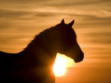 Silhouette of Wild Horse Mustang Pinto Mare at Sunrise, Mccullough Peaks, Wyoming, USA